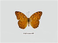 藏品(琺蛺蝶)的圖片